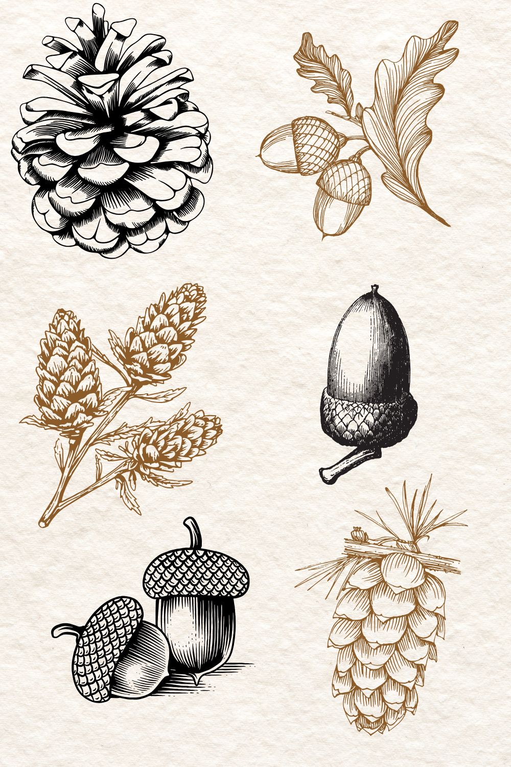 fall sketches of acorns and pinecones